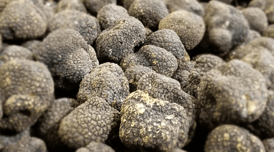 What are Burgundy Truffles?