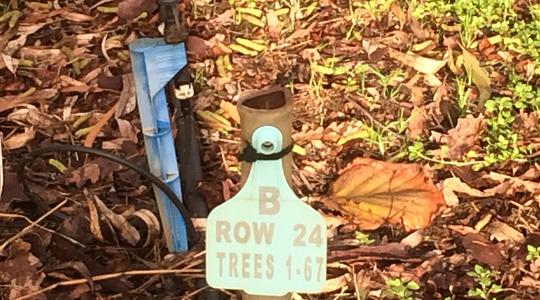 How Long Does It Take to Grow A Truffle?