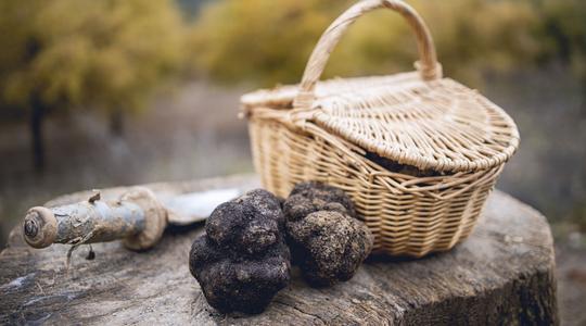 Truffle Quick Facts And Q&A