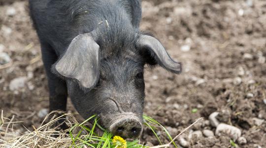 The OG Truffle Hunter Pigs