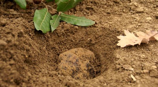 Where do Truffles grow?